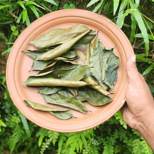 Banaba Leaf Extract AquaSculpt